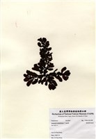 藏品(重緣葉馬尾藻)的圖片